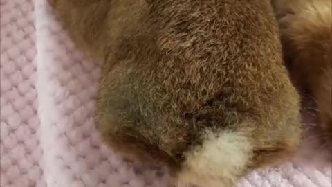 Adorable Rabbit Disapproves Owner Touching Its Tail|| #rumblevideo#animals#trandingvideo