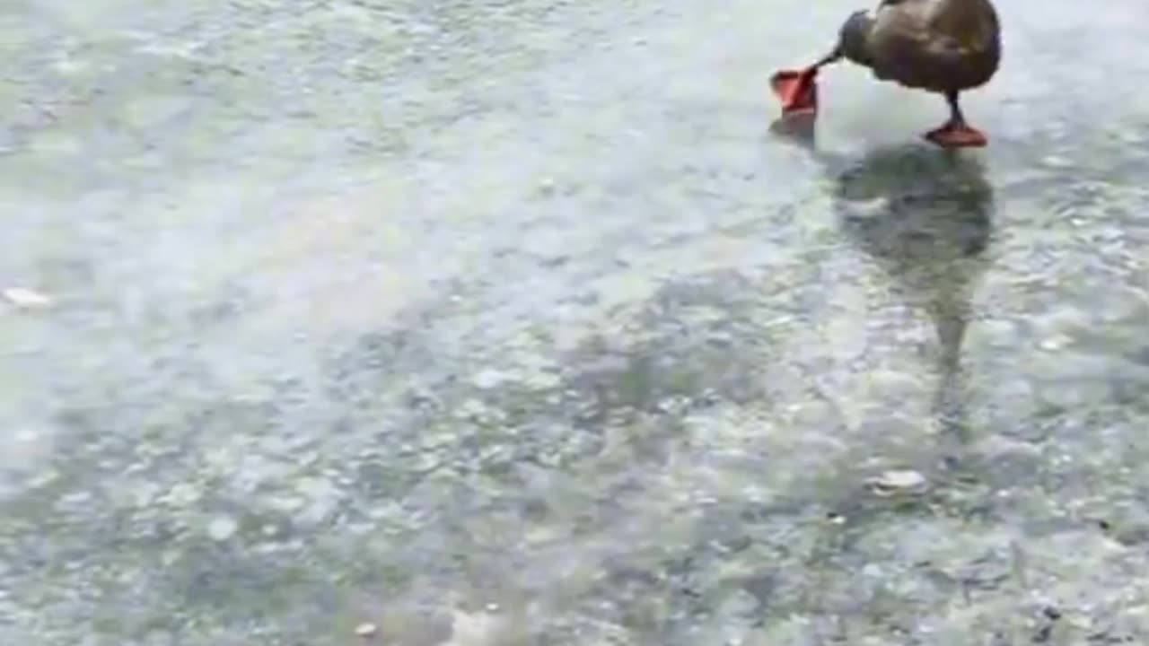 Quacking the dance floor, Watch this duck waddle its way into the groove! 🦆💃😄😄😄