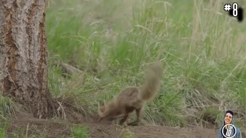 Cute Animals Fighting In Funniest Ways..