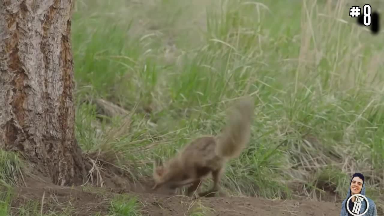 Cute Animals Fighting In Funniest Ways..