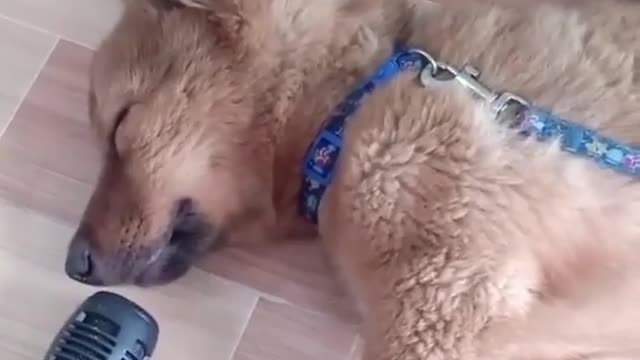 A dog sings while sleeping