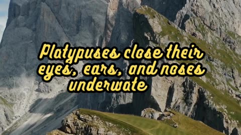Animal Facts Platypus Detection #shorts