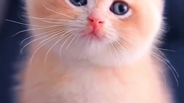 Cute baby cat👌👌🐭😚😘🥀❤️