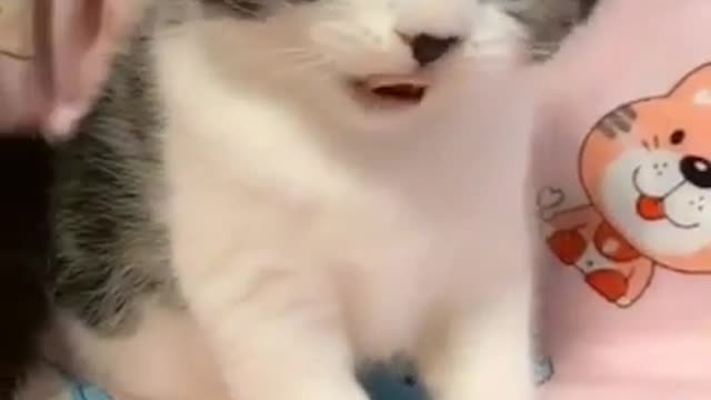 Baby Cats - Cute and Funny Cat Videos Compilation 2021 #Shorts