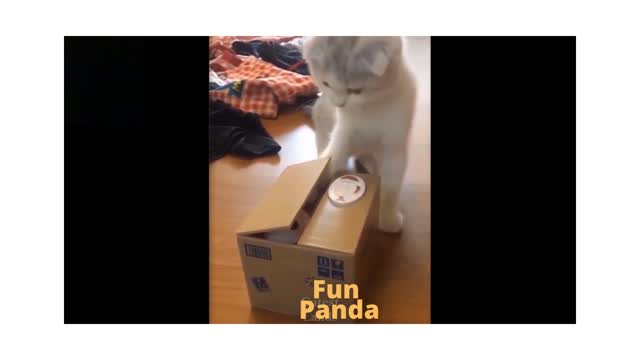 Funny and pets trying cute not funny video