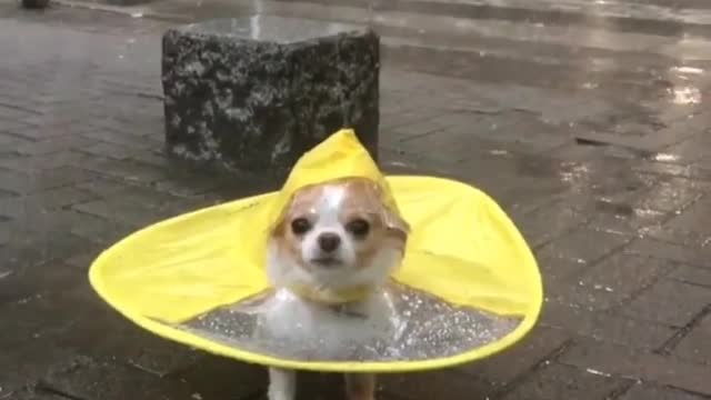 Little puppy wearing raincoat waiting for owner in the rain