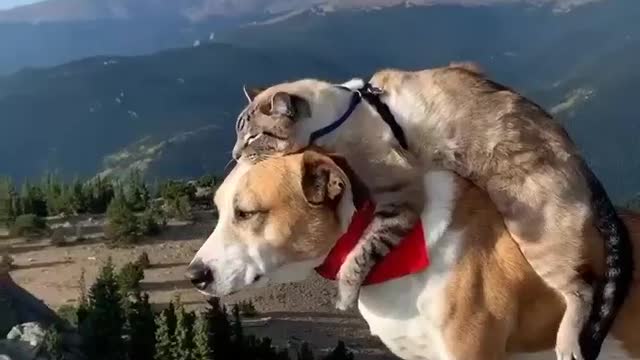 mountain friends