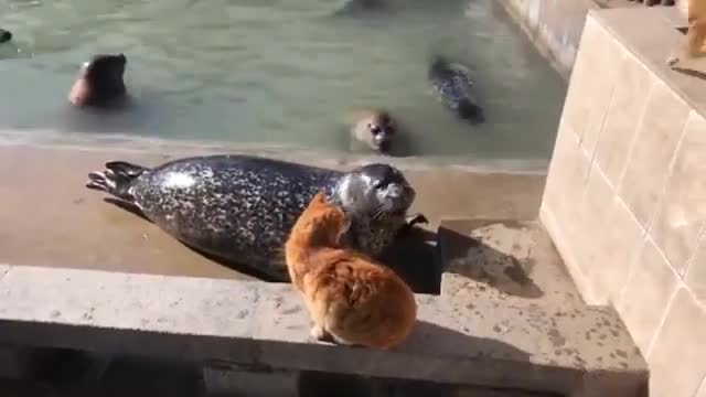 Cat slaps a seal Full