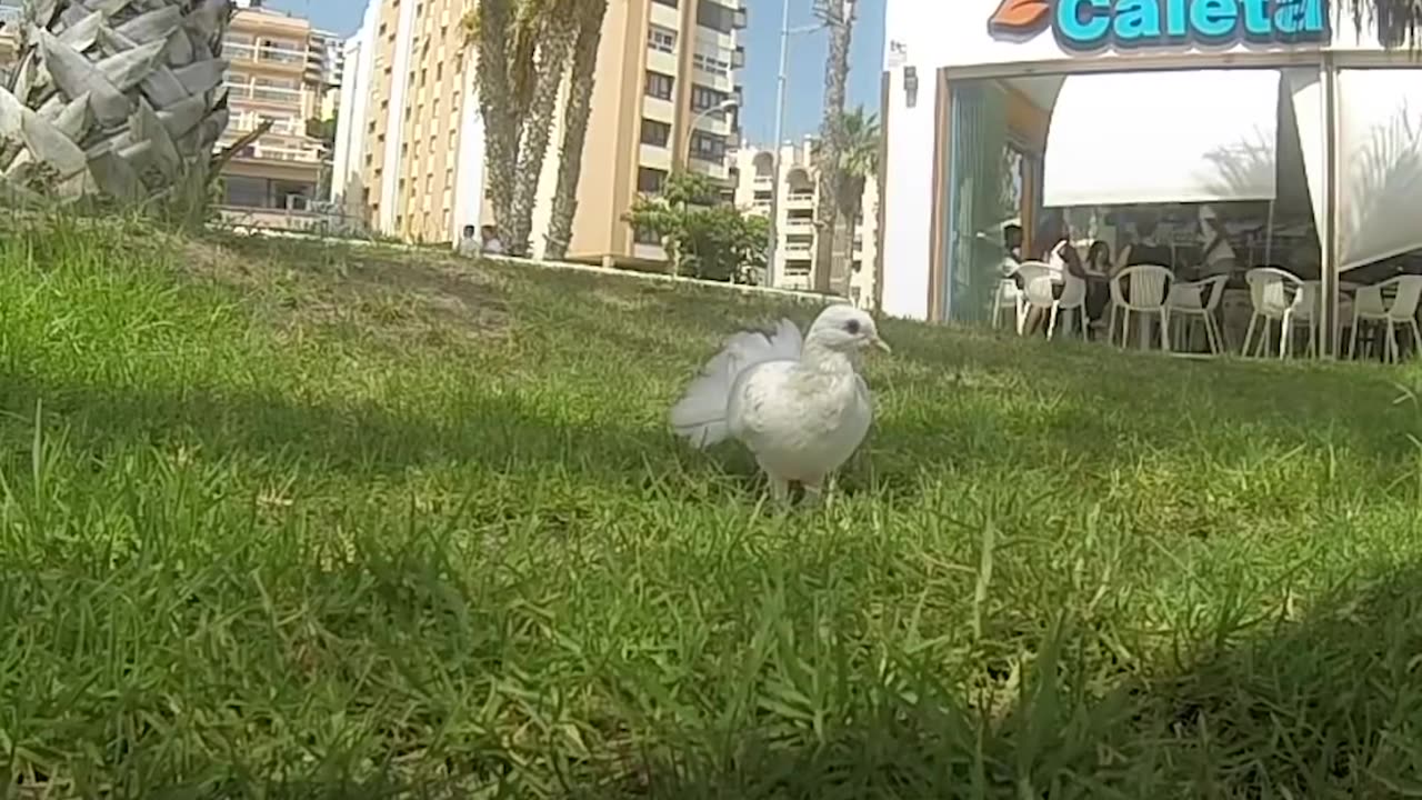 Wild Bird Follows Rescuer Across Spain | The Dodo Soulmates