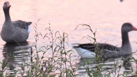 Beautiful Relaxing Piano for Work. Study Music. Relaxing Piano for Sleep. with Swan and Bird Scenes