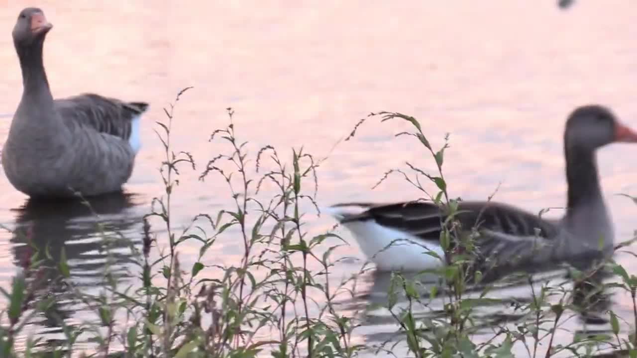 Beautiful Relaxing Piano for Work. Study Music. Relaxing Piano for Sleep. with Swan and Bird Scenes