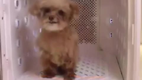 Cute pets funny moments