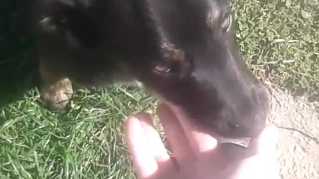Cute dog licking