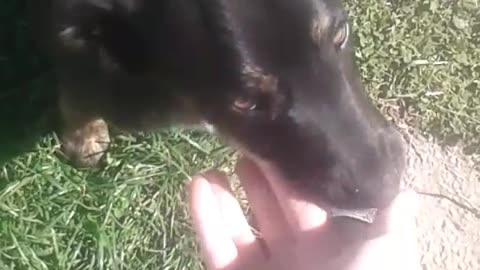 Cute dog licking