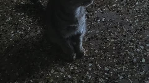 Cat waiting for food l Cat playing