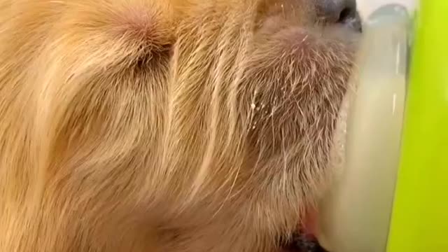 The dog who hasn't opened his eyes is lovely to the heart
