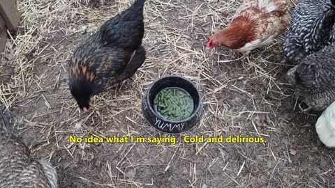 Attempting to fix a muddy chicken pen.