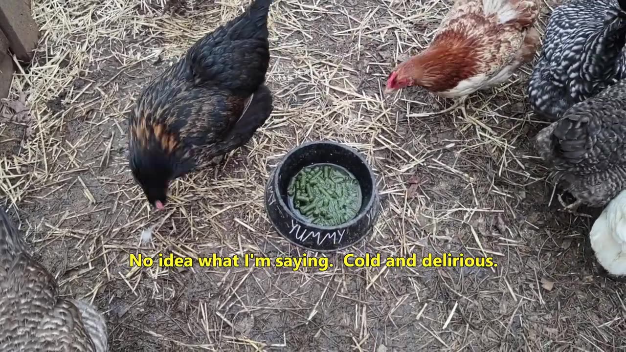 Attempting to fix a muddy chicken pen.