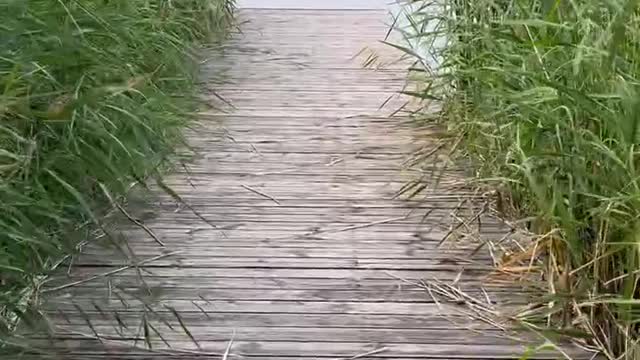 The reeds have grown too much