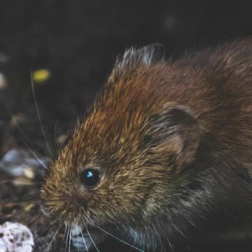 The Cost of Tofu | Ted Nugent