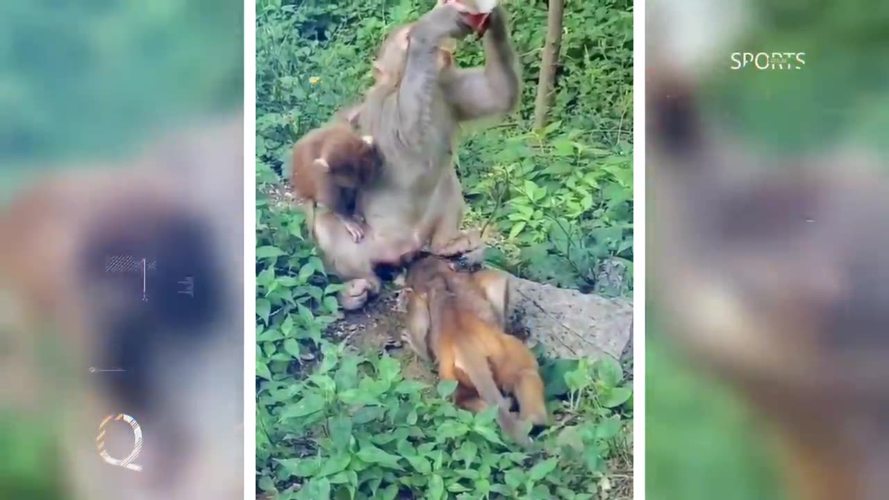 बंदर को उंगली करना भारी पड़ गया ll Monkey funniest moment 🤣😂