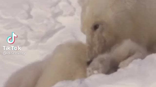 🐻 Bear children drinking milk of their mother and enjoy in ther own house
