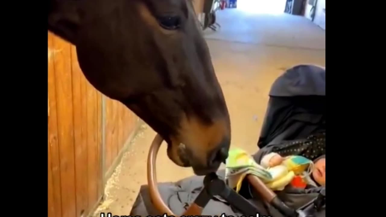 Funny animals 2