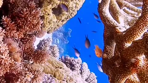 Ultra HD underwater scenery is picturesque