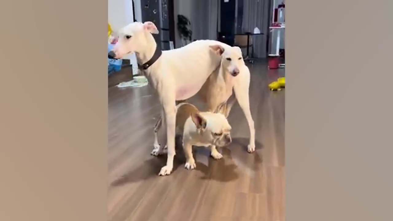 2024 😅 Best Funniest Animal Videos of May