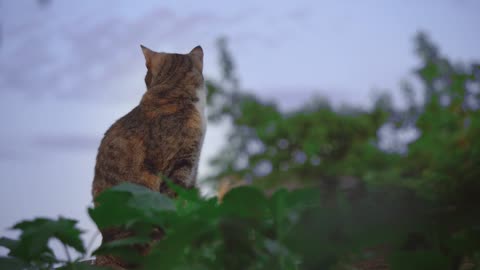 Pet