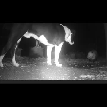 EA S46 - Dog Thinks Twice About Attacking Opossum