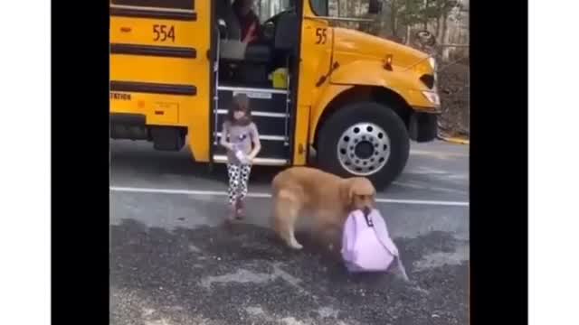 Dog help carry lil girl's bag after school!!😍😂