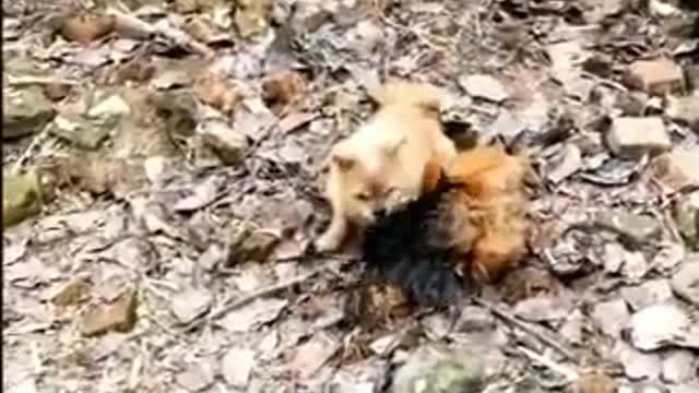 Funny Chicken vs Dog Fight