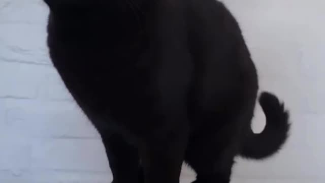 “A Cat 🐈‍⬛. A plan😎. One world 🌍”