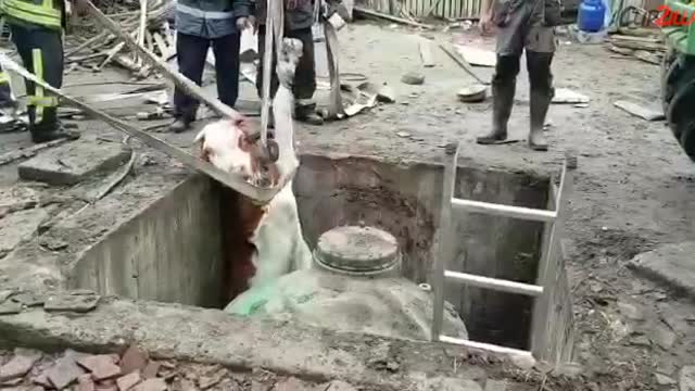 Firefighters Pull Cow from Pit Using Leg