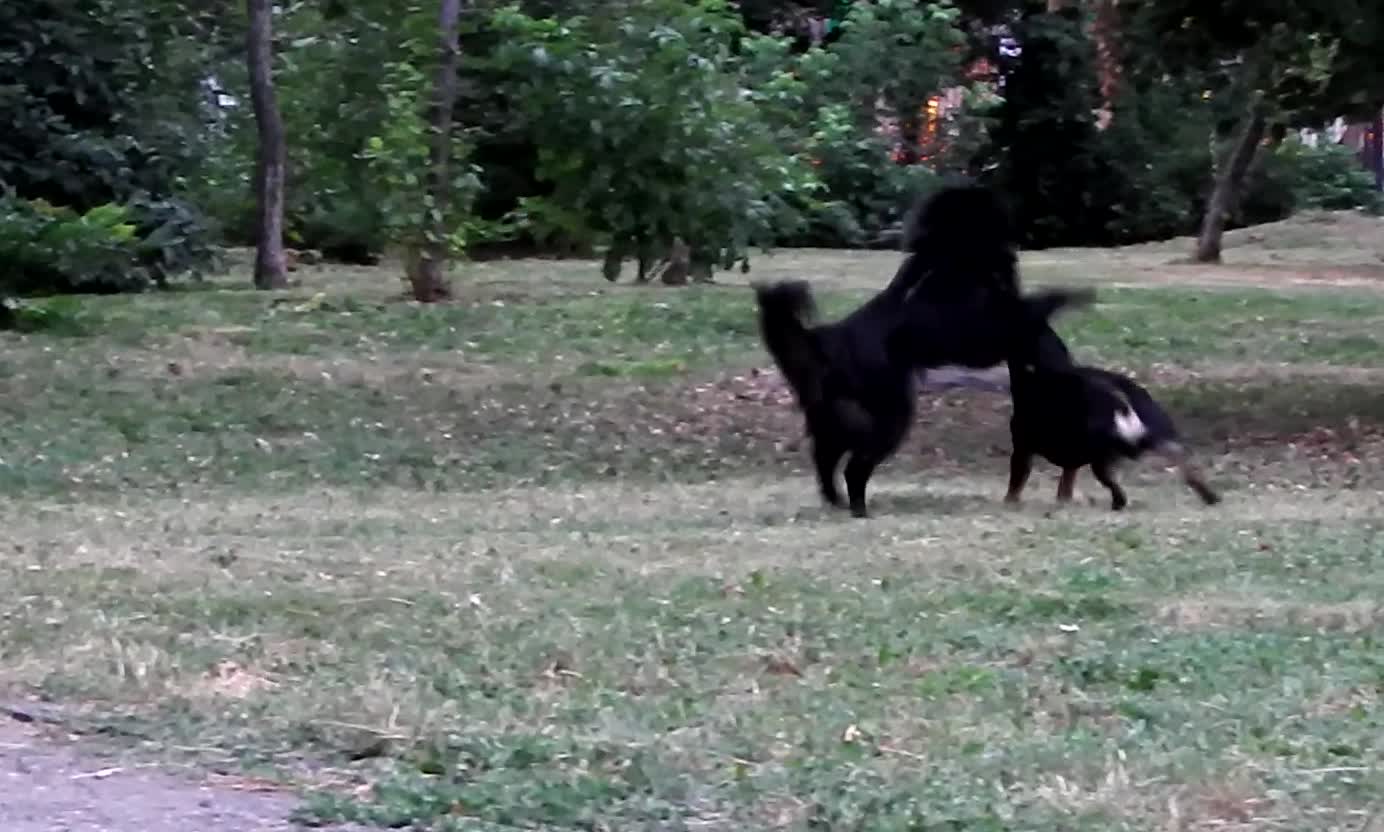 street dogs playing in the park