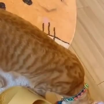 Funny_animals_2023😆_-_Funniest_Cats_and_Dogs_Video🐕🐈201_#shorts(1080p60)