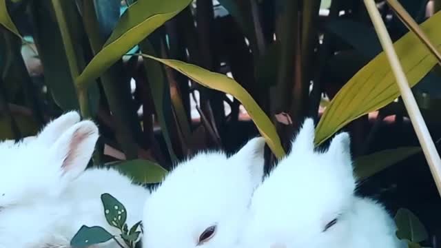 Cute rabbit very hungry eating