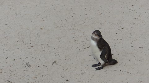 Cute bird in beach