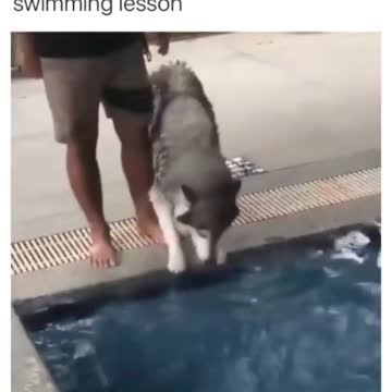 Husky Is Scared Of Water | Adorable Dogs | Pets At Home