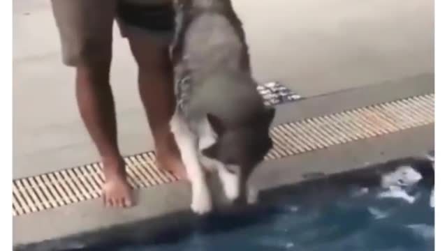 Husky Is Scared Of Water | Adorable Dogs | Pets At Home