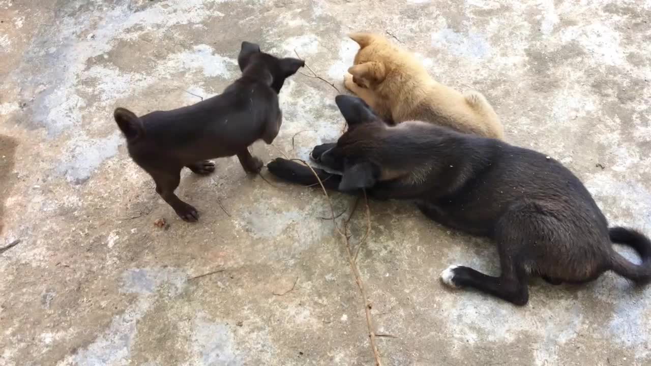 Three dogs that eat sticks