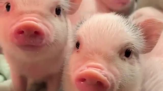 The world of animals is not understood by humans