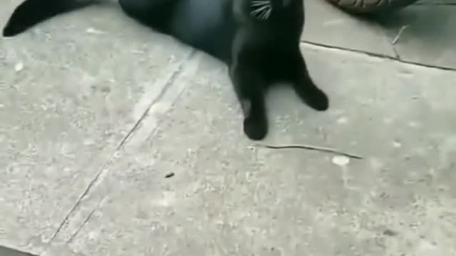 Cut cat funny video