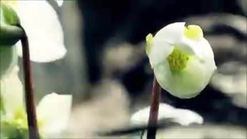 Morning flowering