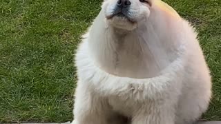 Fluffy Dog Looks Funny in Funnel