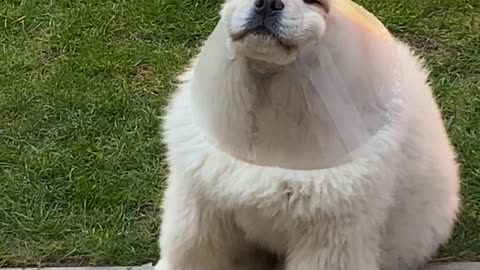 Fluffy Dog Looks Funny in Funnel