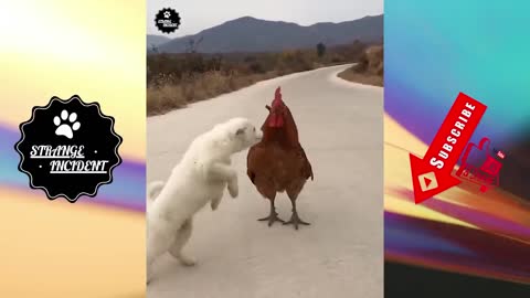 puppy and chicken have an unlikely but beautiful friendship