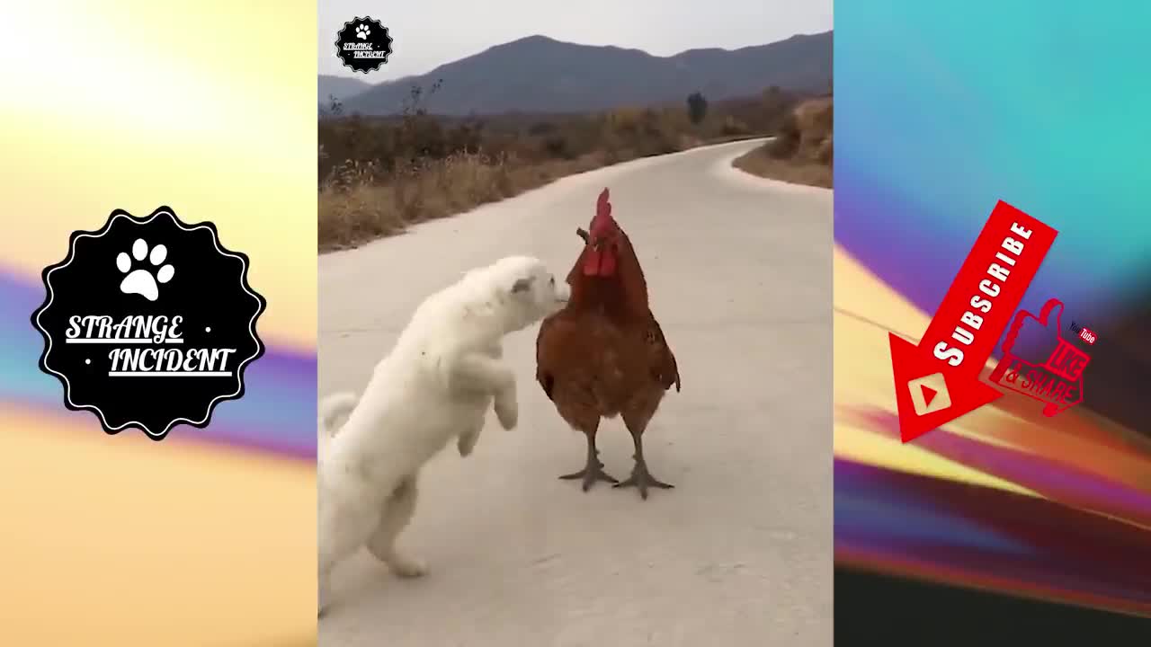 puppy and chicken have an unlikely but beautiful friendship