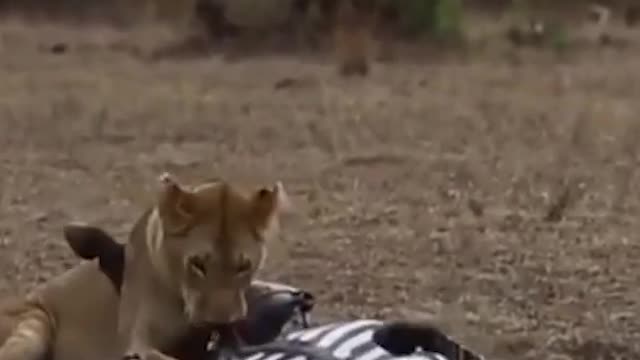 African lion kill zebra 🦓